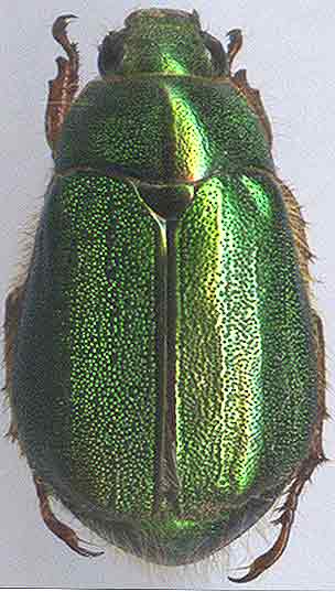 http://www.gorodinski.ru/scarabs/Mimela pectoralis.jpg